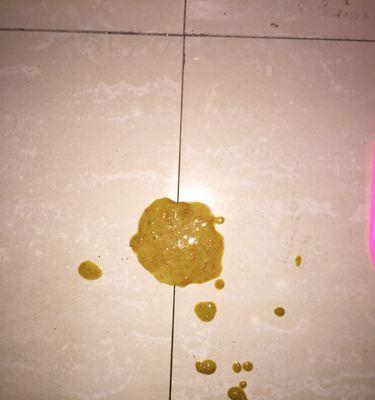 泰迪狗吐食原因与治疗方法详解，有效缓解呕吐困扰