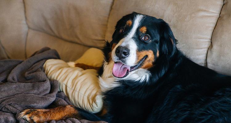 适合忧郁人士的狗品种推荐，陪伴与宽慰的阳光伙伴