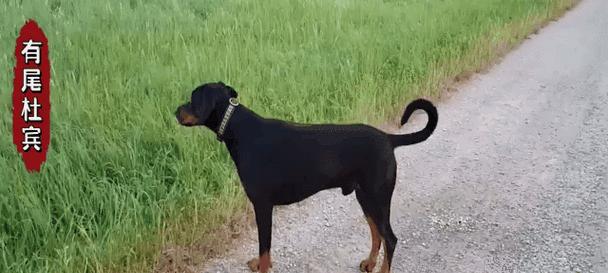 泰迪小狗断尾巴的原因及影响（探究泰迪小狗断尾巴的必要性和争议性）