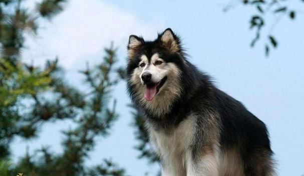 适合忧郁人士的狗品种推荐，陪伴与宽慰的阳光伙伴