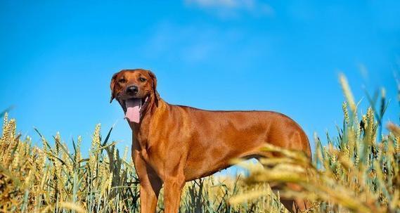 适合忧郁人士的狗品种推荐，陪伴与宽慰的阳光伙伴