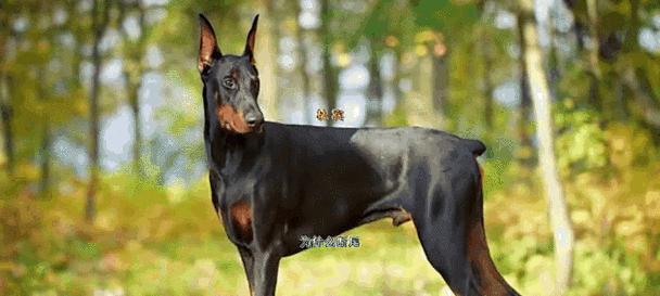 泰迪小狗断尾原因与争议分析：健康、道德与法律考量