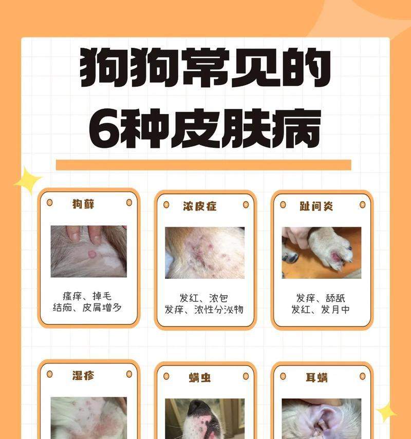 泰迪皮肤病治疗方法与用药指南，针对性解决皮肤困扰