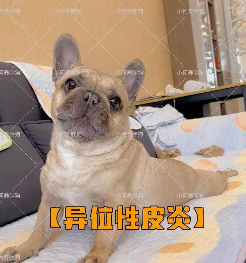 泰迪皮肤病治疗方法与用药指南，针对性解决皮肤困扰