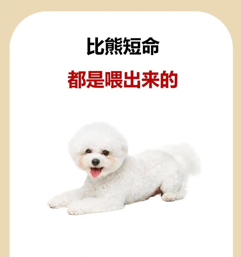 比熊犬可以吃哪些水果？安全喂食指南与禁忌清单