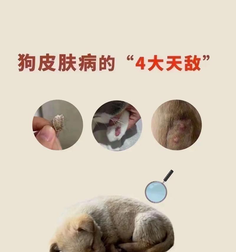 狗狗皮肤病饮食管理指南：关键营养素与喂养技巧