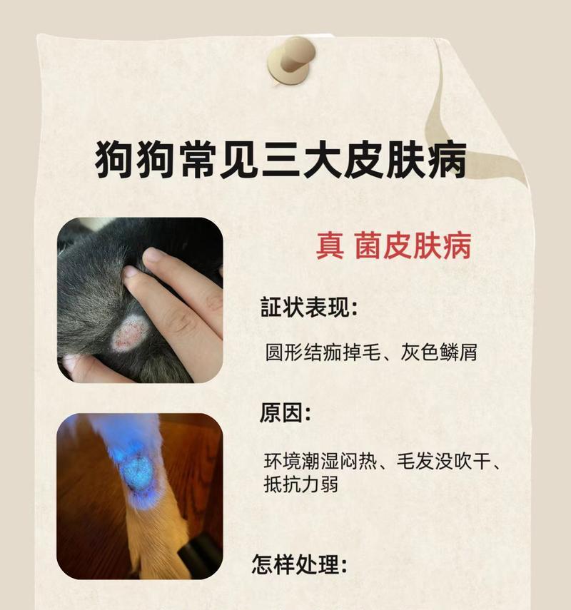 狗狗皮肤病饮食管理指南：关键营养素与喂养技巧