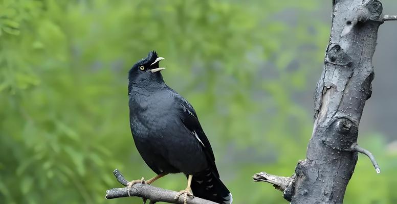 八哥文化的深层意蕴：从吉祥象征到智慧传承的探寻