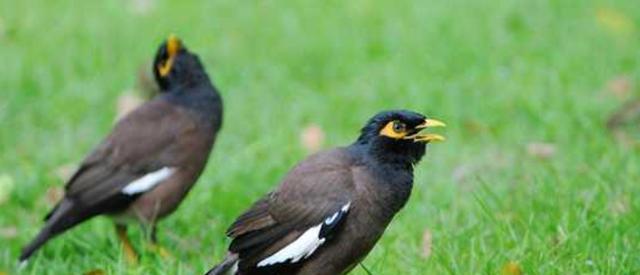 八哥文化的深层意蕴：从吉祥象征到智慧传承的探寻