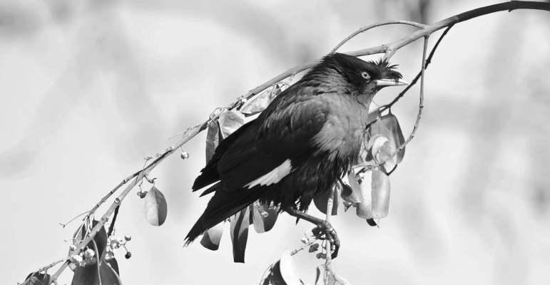 八哥文化的深层意蕴：从吉祥象征到智慧传承的探寻