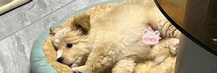 狗狗出生季节与颜值魅力的关系，哪个季节的狗狗最迷人？