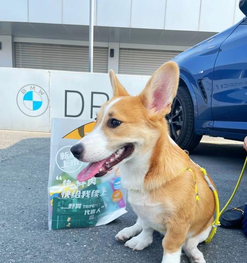 狗狗出生季节与颜值魅力的关系，哪个季节的狗狗最迷人？