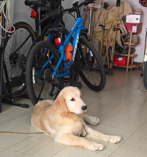 狗狗出生季节与颜值魅力的关系，哪个季节的狗狗最迷人？