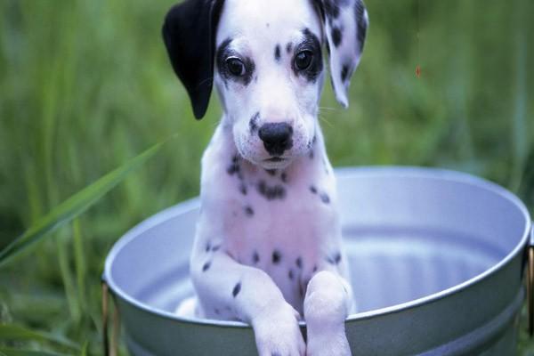 犬猫膀胱破裂的症状与治疗方案解析，预防尿毒症关键