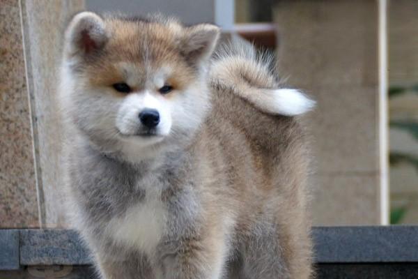 犬猫心律不齐临床症状