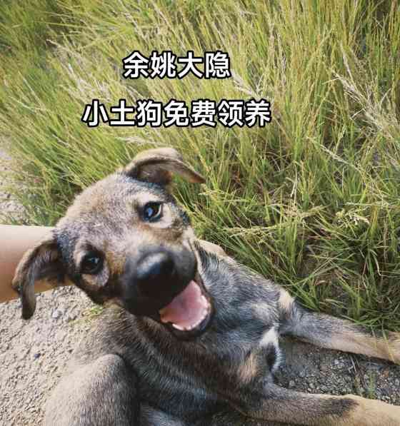 领养狗的注意事项与问题解答（了解狗狗的需求与选择适合自己的伙伴）