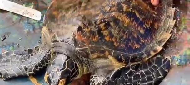 大海龟的饮食习性（探究大海龟的食物来源和饮食习惯）