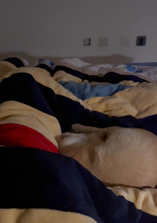 揭秘猫为何打呼噜的奥秘（探究猫打呼噜现象的原因和意义）