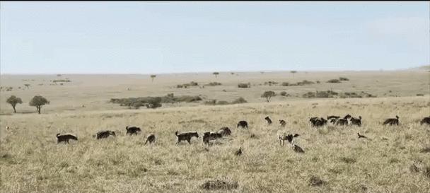 大海龟的饮食习性（探究大海龟的食物来源和饮食习惯）