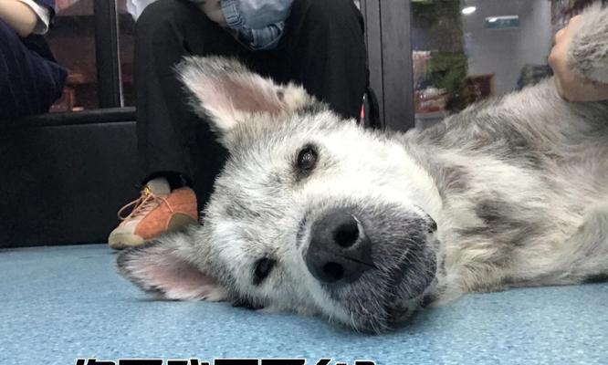 领养狗的注意事项与问题解答（了解狗狗的需求与选择适合自己的伙伴）