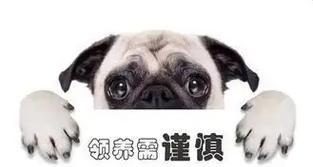 领养狗注意事项全攻略：从需求了解到选择适配伙伴