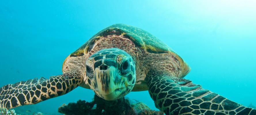 大海龟饮食习性揭秘：从食物来源到生存策略