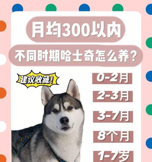 哈士奇成长饮食指南：营养需求与喂养建议详解