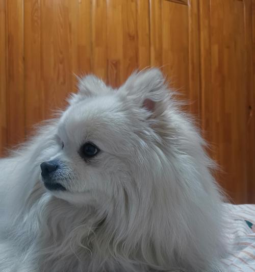 狗狗被咬后会呕吐的原因及处理方法（狗狗被什么咬了会引起呕吐？如何正确处理？）