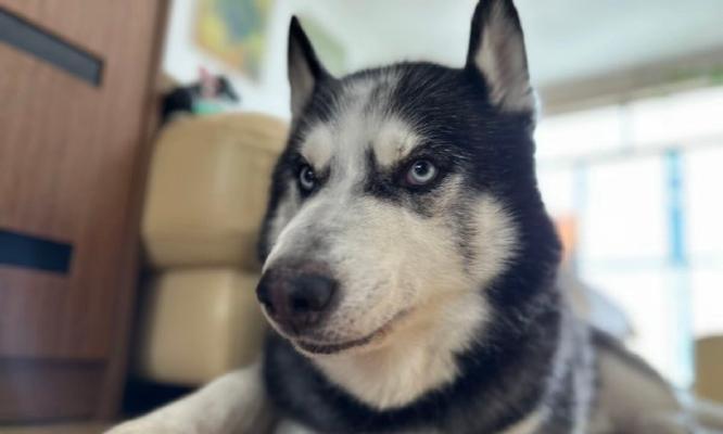 七个月大哈士奇的饮食需求与建议（满足哈士奇成长的营养需求，让它健康茁壮成长）