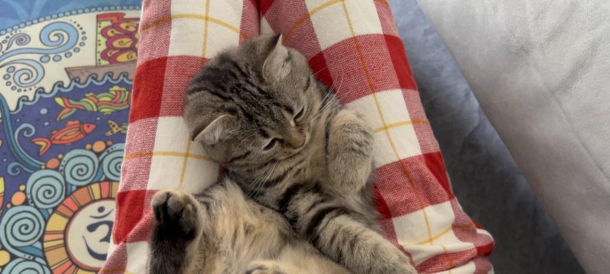 猫打呼噜的奥秘解析：情感纽带与自我疗愈的自然之声