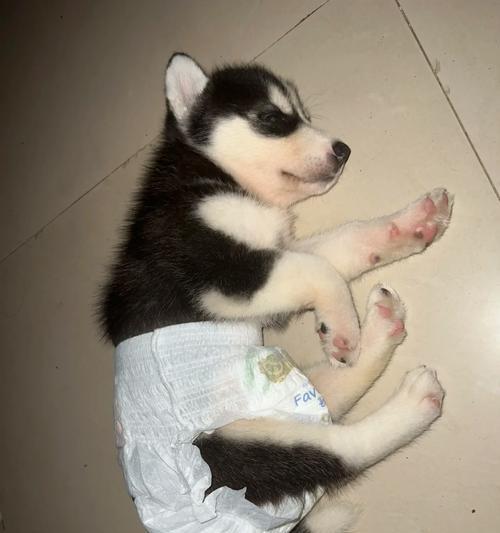 七个月大哈士奇的饮食需求与建议（满足哈士奇成长的营养需求，让它健康茁壮成长）