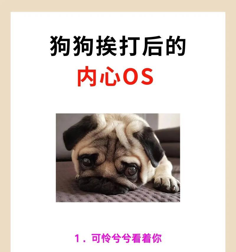 养狗前的必备条件（打造舒适宜居的狗生活环境）