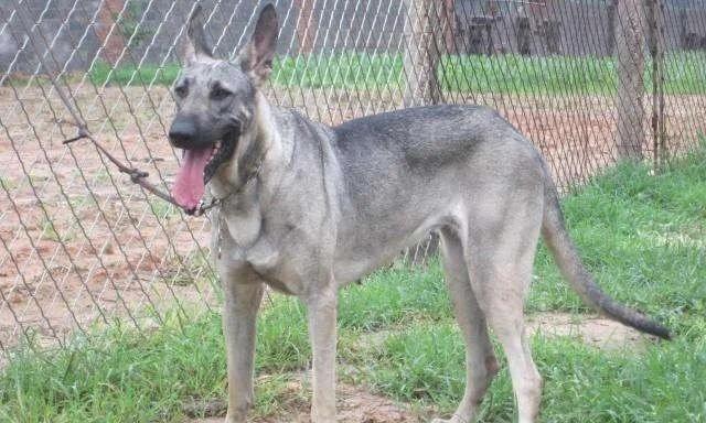 狗狗憋不住屎尿的常见原因与有效应对措施