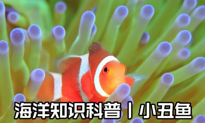 鱼在水中呼吸急促的原因（深入探究鱼类呼吸机制与环境适应力）