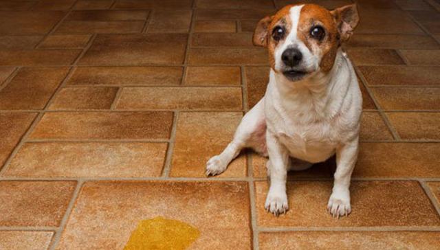 狗狗为何会憋不住屎尿？（探究导致狗狗憋不住屎尿的原因及解决方法）