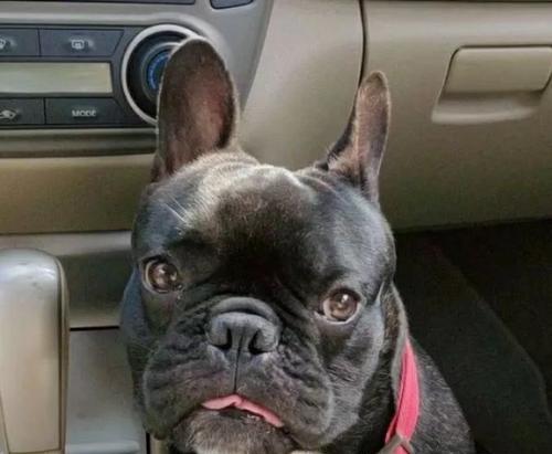 狗狗为何会憋不住屎尿？（探究导致狗狗憋不住屎尿的原因及解决方法）