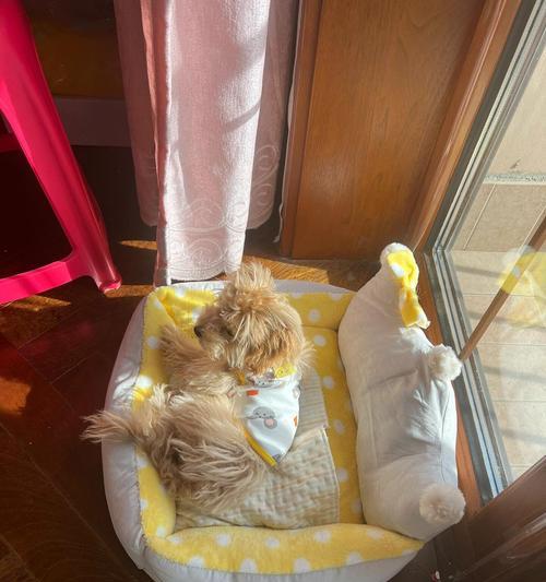 狗狗被咬后会呕吐的原因及处理方法（狗狗被什么咬了会引起呕吐？如何正确处理？）