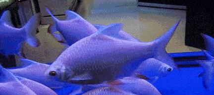 鱼在水中呼吸急促的原因（深入探究鱼类呼吸机制与环境适应力）