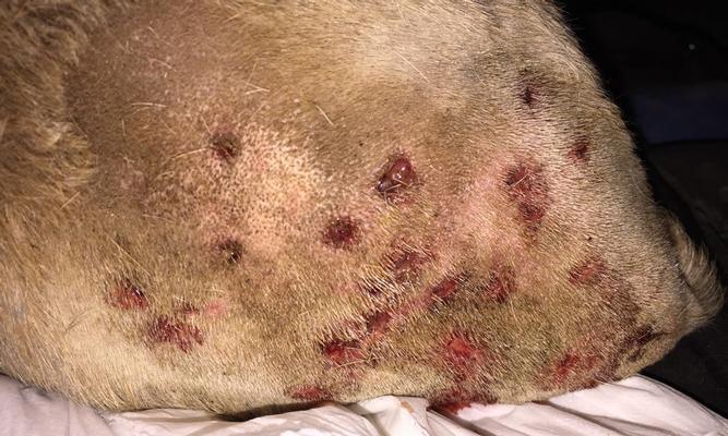 狗狗被咬后呕吐的常见原因与正确处理步骤详解