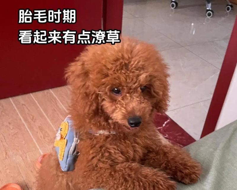 为什么要给小狗剪胎毛?(小狗剪胎毛的好处和注意事项) 为什么要给小狗剪胎毛?(小狗剪胎毛的好处和注意事项)