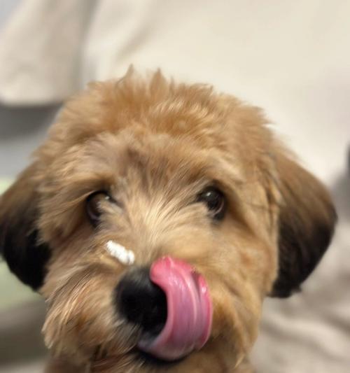 狗为什么舌头伸出来了？（揭秘狗狗舌头伸出的秘密与功能）