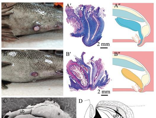 母鱼繁殖的最佳时间与方法（探究母鱼的繁殖行为与适宜环境）