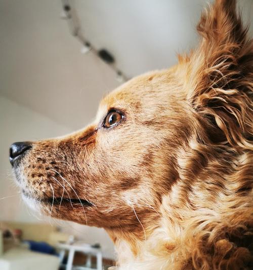 犬瘟有效药物治疗方法指南，助力爱宠康复