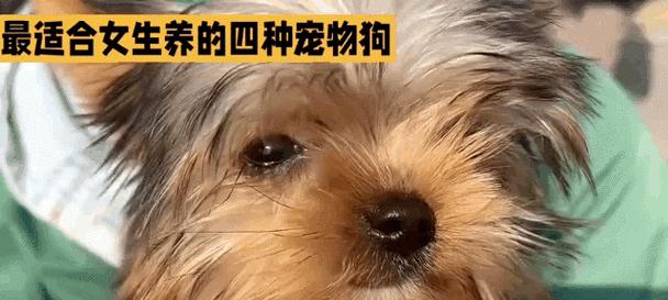 女孩养什么宠物狗?(为女孩选择最适合的宠物狗品种) 女孩养什么宠物狗?(为女孩选择最适合的宠物狗品种)