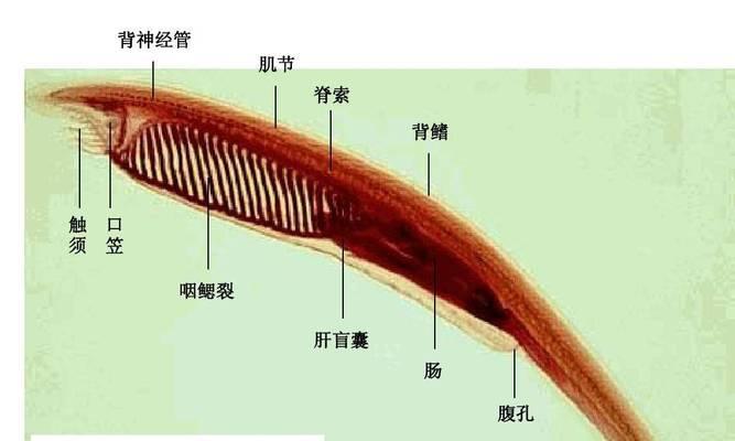 母鱼繁殖的最佳时间与方法（探究母鱼的繁殖行为与适宜环境）