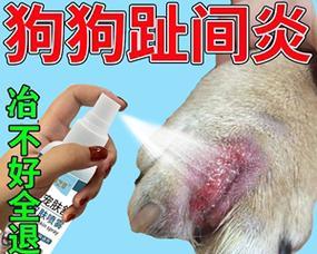 狗狗眼睛消肿的有效药物及方法（药物治疗与自然疗法，）