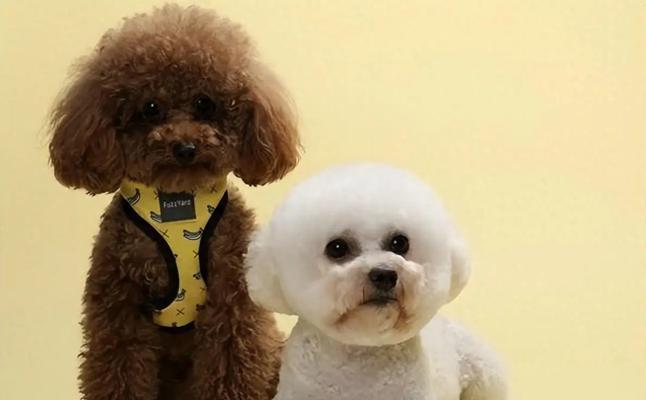 最适合女生养的宠物狗推荐，15种贴心伴侣犬性格解析