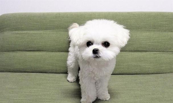 女孩养什么宠物狗?(为女孩选择最适合的宠物狗品种) 女孩养什么宠物狗?(为女孩选择最适合的宠物狗品种)