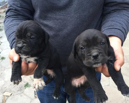 探究以卡斯罗公母的区别及其意义(解析以卡斯罗公母的特征与应用) 探究以卡斯罗公母的区别及其意义(解析以卡斯罗公母的特征与应用)