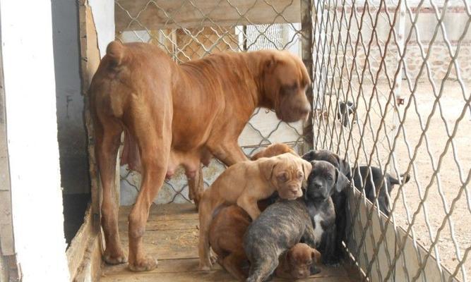 探究以卡斯罗公母的区别及其意义(解析以卡斯罗公母的特征与应用) 探究以卡斯罗公母的区别及其意义(解析以卡斯罗公母的特征与应用)